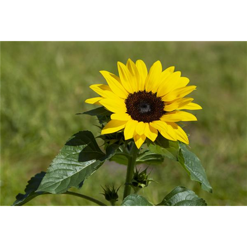 Sonnenblume richtig einpflanzen