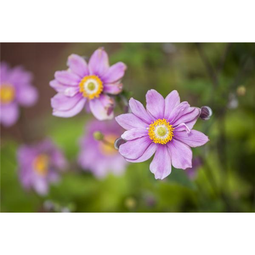 Anemonen bereichern Ihren Garten