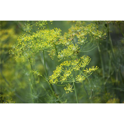 Dill: frische Kräuter im Garten selbst säen