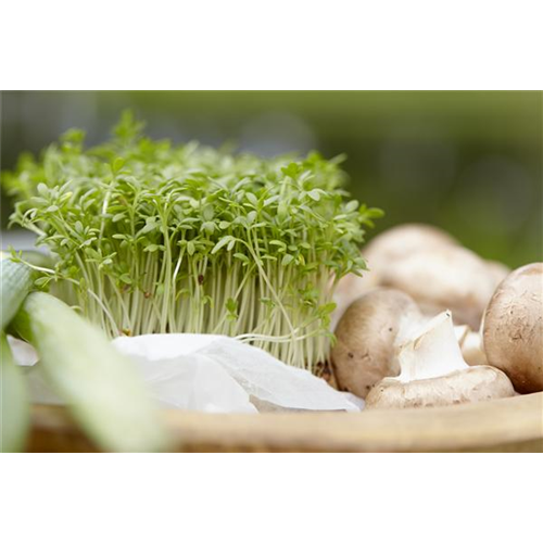 Frische Vitamine von der Fensterbank