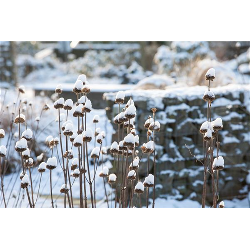 Stauden vor Frost schützen