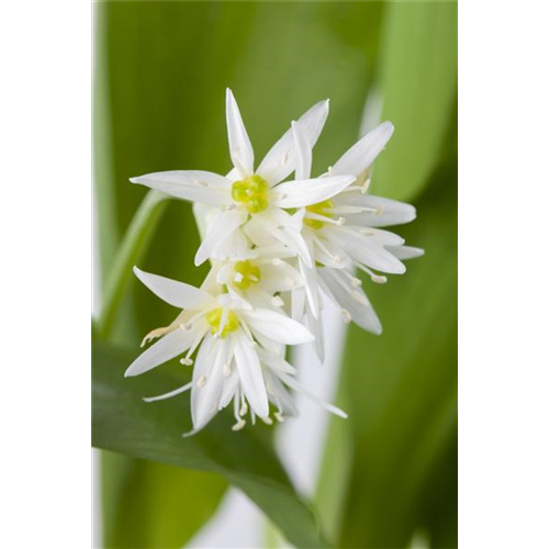 Bärlauch im eigenen Garten