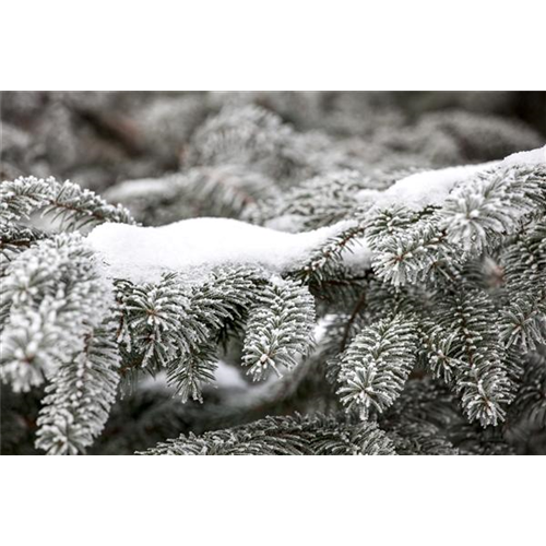 Schnee im Garten: Was tun?