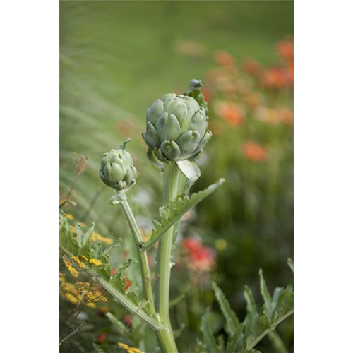 Artischocken im Blumenbeet