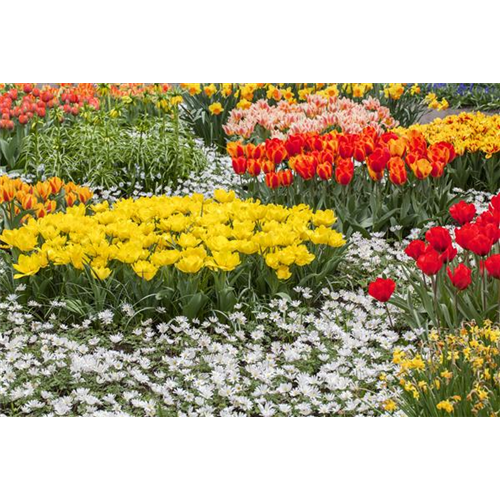 Tolle Frühblüher starten bunt ins Gartenjahr