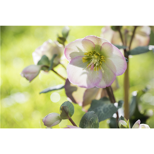 Christrose und Lenzrose