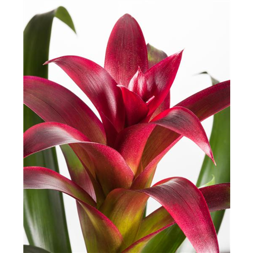 Bromelien, eine Leidenschaft für sich 