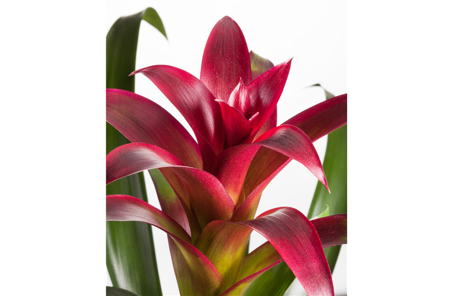 Pflanze März 2025: Bromelien