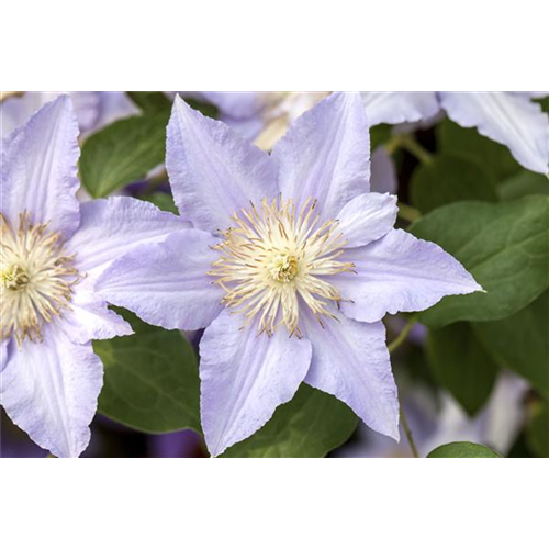 Clematis und Rosen gemeinsam pflanzen